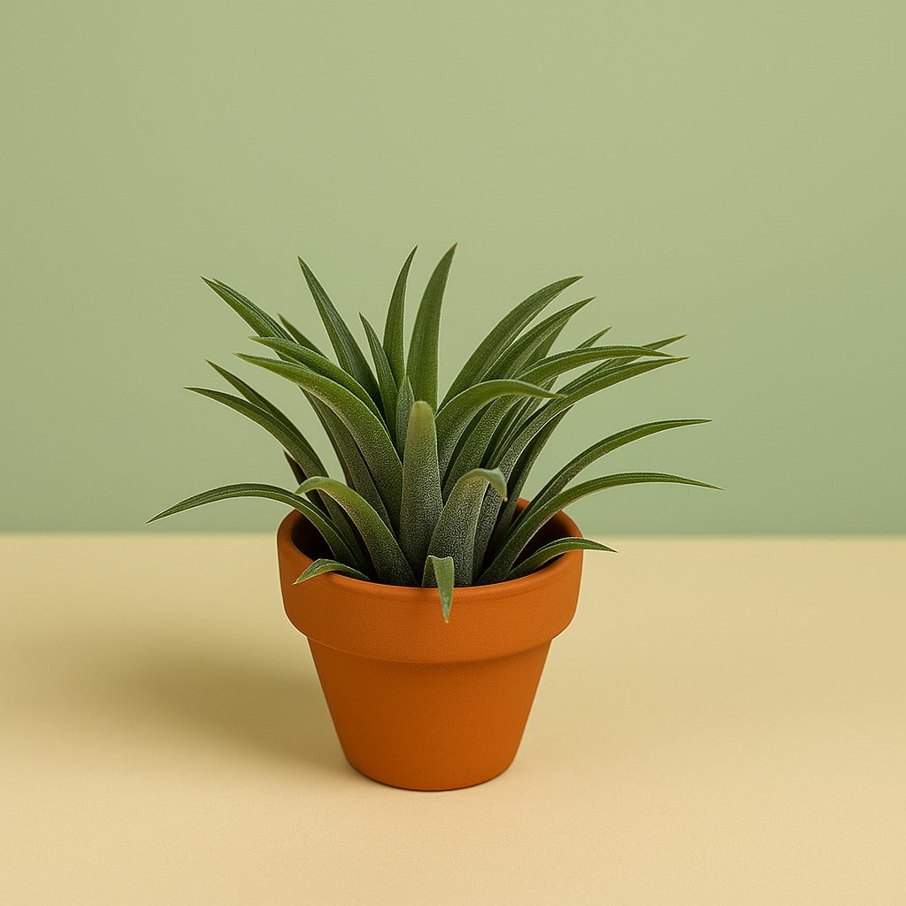 Tiny Tillandsia