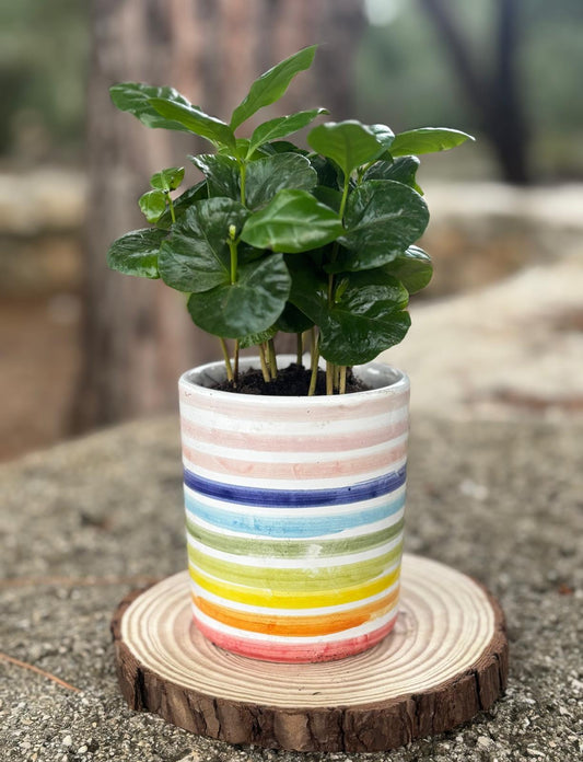 Arcobaleno