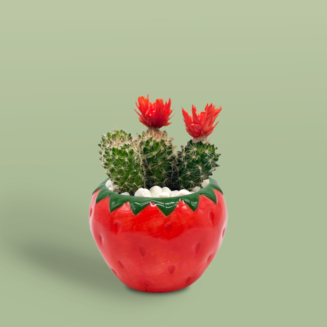 Rubenia