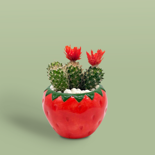 Rubenia