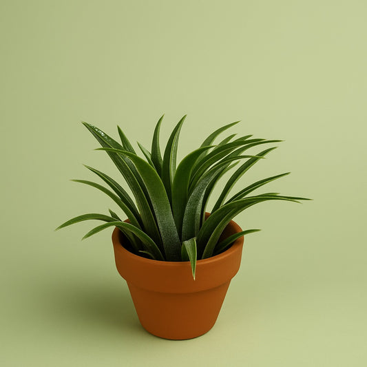 Tiny Tillandsia