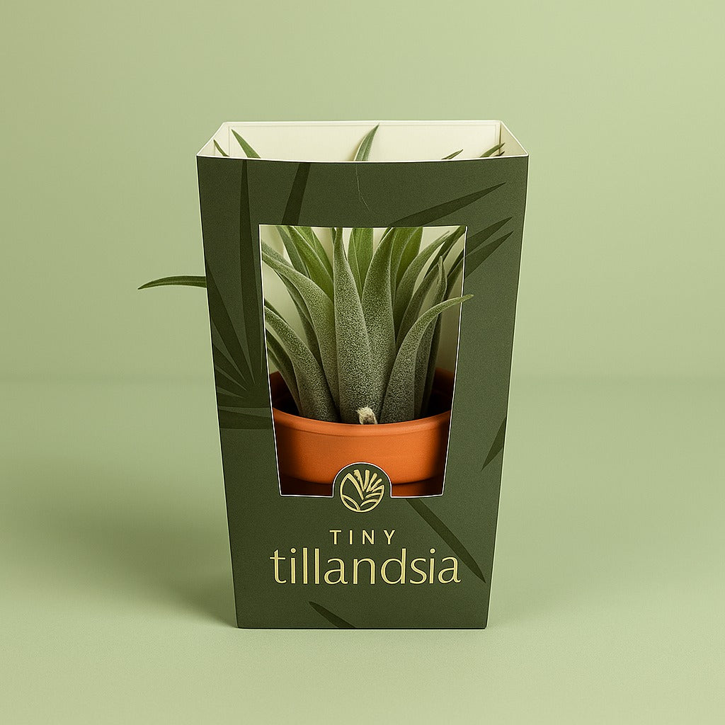 Tiny Tillandsia